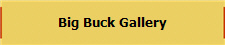 Big Buck Gallery