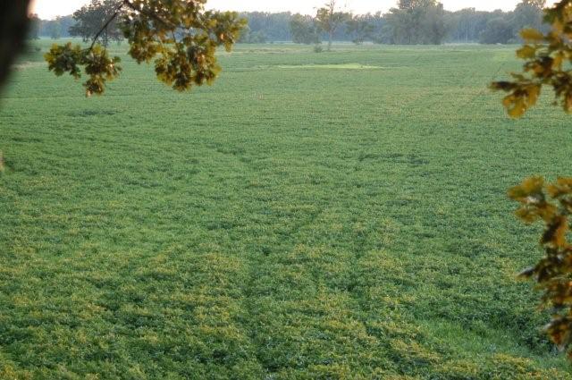 Prison soy bean field adjacent to souhtern michigan hunting lease