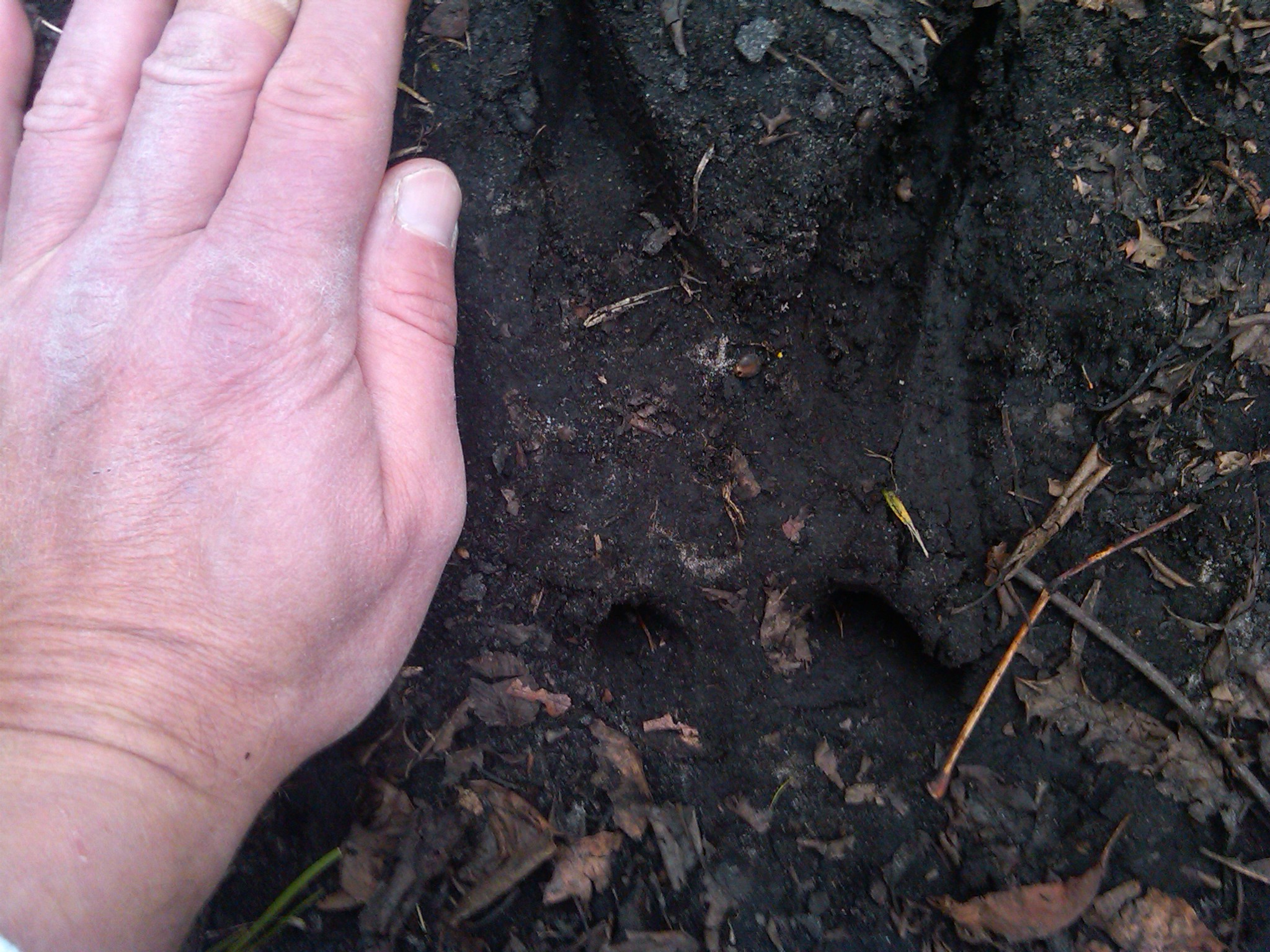Photo of track taken on property during 2010 hunting season 