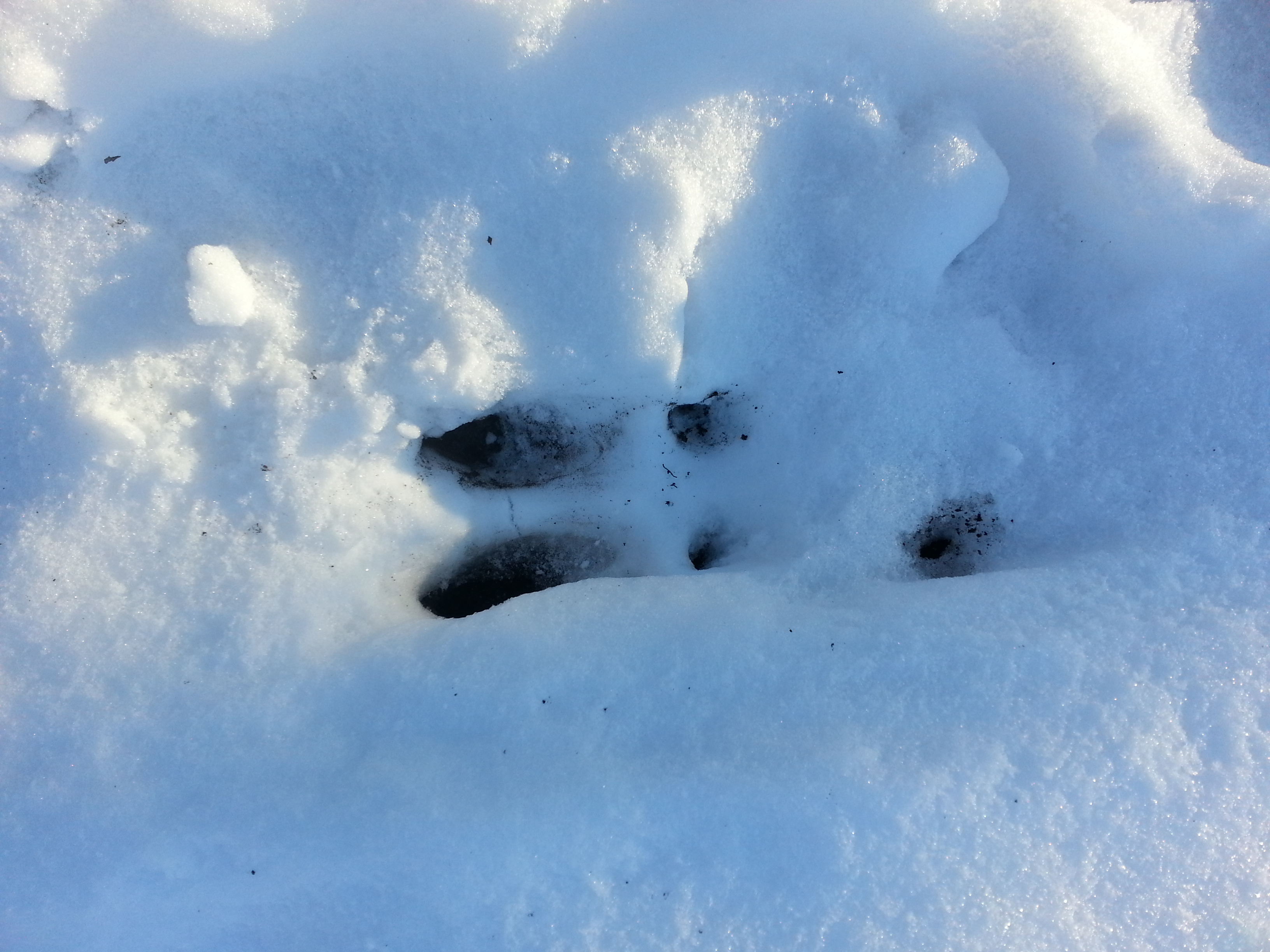 Picture taken 26 December 2012 on main trail through food plots at Southern Michigan Hunting Lease